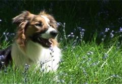 mirk in the bluebells
